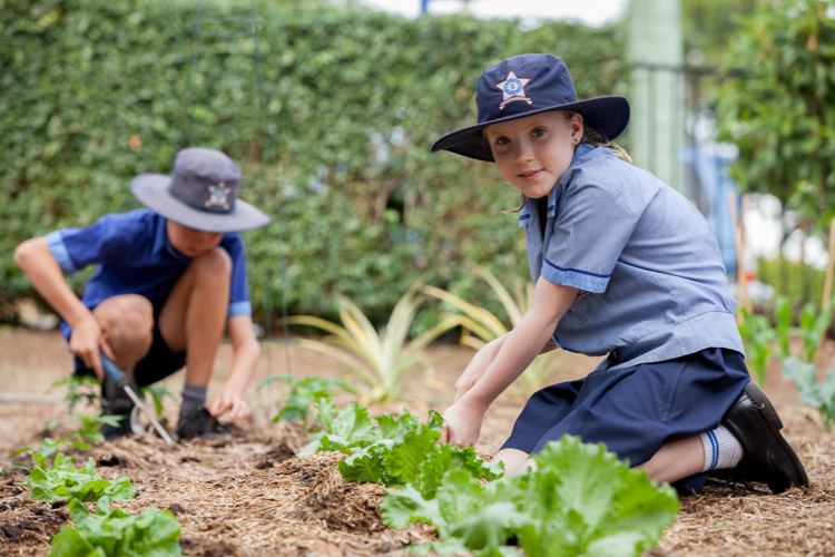 Students gardening together in a school garden.